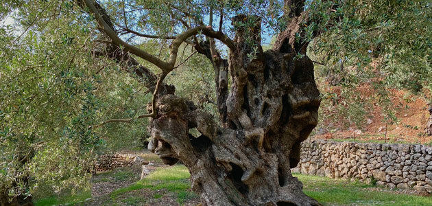 El milenario Olivo de Can Det, Premio AEMO al Mejor Olivo Monumental de España 2020