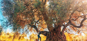 El "Acebuche de Las Hoyas" se alza con el Premio AEMO al Mejor Olivo Monumental de España 2023