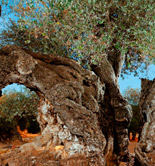 Madrid busca el mejor olivo monumental de la Comunidad