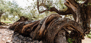 AEMO convoca sus premios a la cultura del olivo y al mejor olivo monumental
