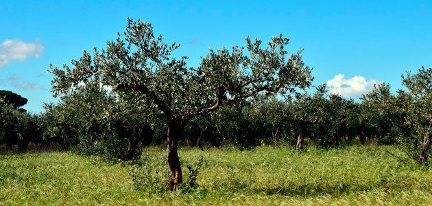 Un trabajo sobre los efectos del cambio climático en el olivar gana el V Premio Internacional Castillo de Canena de Investigación Oleícola 