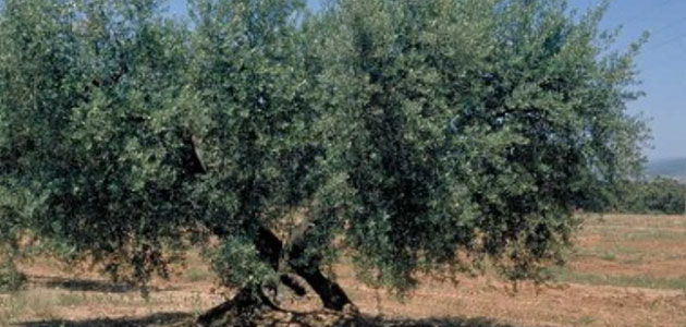 Cataluña lidera un proyecto transfronterizo para apoyar producciones de calidad como el AOVE