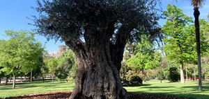 Un olivo de 627 años se convierte en el árbol más "anciano" del parque madrileño de El Retiro