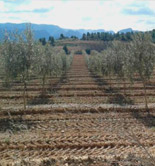 El IRTA organiza una jornada sobre el riego y la fertilización en olivo