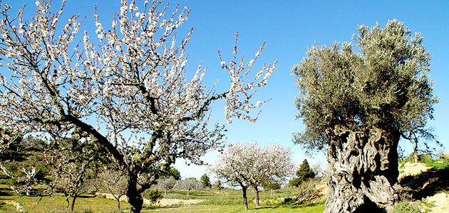 El aceite de Ibiza se incluye en el Catálogo de Alimentos Tradicionales de las Islas Baleares