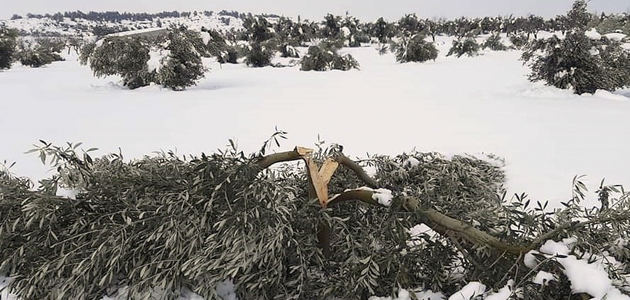 El olivar, entre los cultivos más dañados por el temporal de nieve