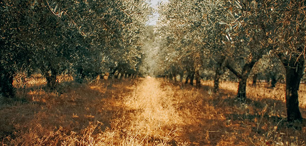 El precio de la tierra de olivar subió un 3,1% en 2017