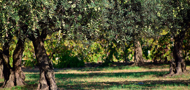 Las exportaciones de aceite de oliva crecen un 16% en lo que va de campaña