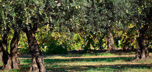 Las exportaciones de aceite de oliva crecen un 16% en lo que va de campaña