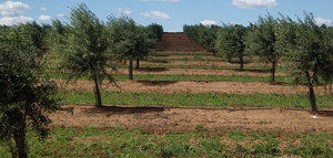 La producción de aceituna en Portugal desciende un 25% esta campaña