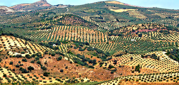 El anticipo de las ayudas directas de la PAC beneficiará a unos 664.000 agricultores con hasta 3.350 millones de euros