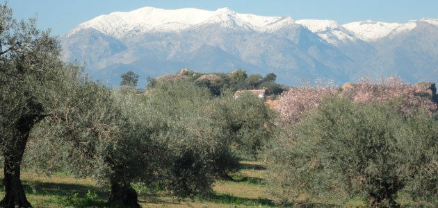 La superficie de olivar andaluz ha crecido un 6,7% desde 2004
