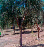 Una asociación argentina alerta de la crítica situación de la olivicultura en este país