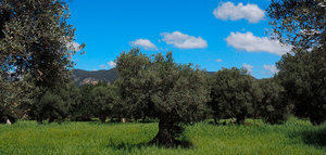 AEMO aprueba un documento que aboga por la rentabilidad del cultivo en España