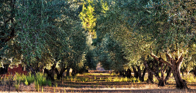 La superficie regada de olivar en España ha aumentado un 18,3% en los últimos diez años