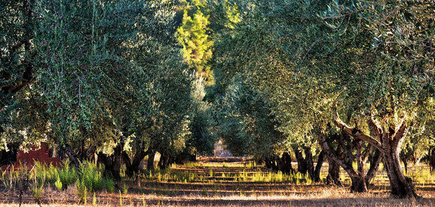 Descenso muy leve de la superficie de olivar en España en 2022