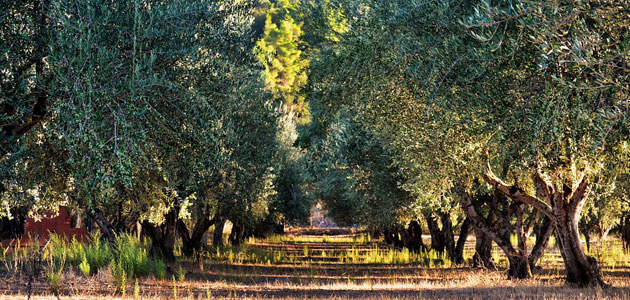 COAG-Jaén asegura que los datos de enero confirman que la producción de aceite de oliva va a ser menor de lo esperado