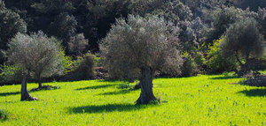 La aplicación de prácticas de manejo sostenible puede reducir hasta en un 80% la erosión del suelo del olivar