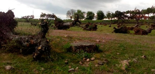 Ecologistas en Acción de Extremadura pide una normativa que proteja los olivos centenarios