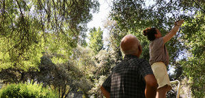 Olivos, aliados urbanos para suavizar el calor extremo del verano y mejorar la calidad de vida