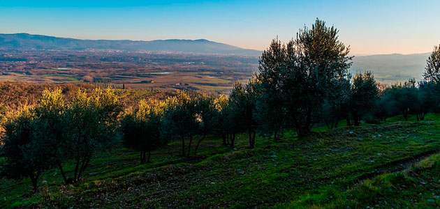 El Copa-Cogeca prevé que la producción de aceite de oliva se reduzca un 34% en la UE en la campaña 2022/23