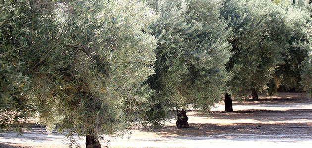 Cerca del 30% de la superficie de olivar en España es de regadío
