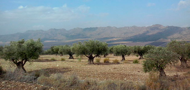 La Fundación Savia pide que la PAC consolide el modelo de producción ecológica