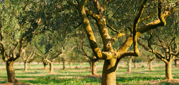 La CE prevé que la producción española de aceite de oliva se reduzca en 2019/20 y aumente en Italia, Grecia y Portugal