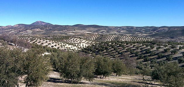 La superficie de olivar en España ha aumentado un 2,6% desde 2012