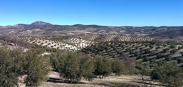 La superficie de olivar en España ha aumentado un 2,6% desde 2012