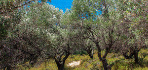 La producción griega de aceite de oliva superará las 280.000 t. en la campaña 2019/20