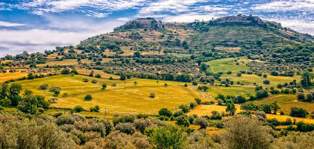 El olivo supone el 25% del cultivo permanente del planeta