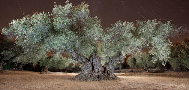El Olivo de Sinfo, elegido Mejor Olivo Monumental del Mediterráneo