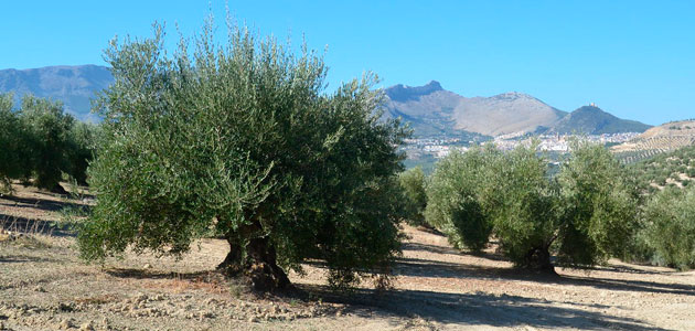 Las OPAs esperan que el anuncio del descenso de la producción de aceite de oliva tenga una repercusión positiva en los precios