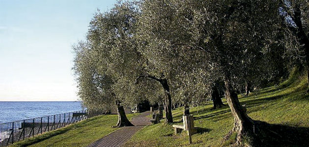 Olive Oil Sommelier, una experiencia gastronómica en el Lago di Garda
