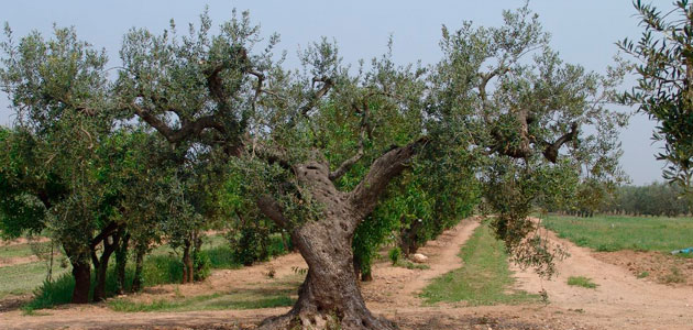 Identifican 13 nuevas variedades locales de olivo en Lleida
