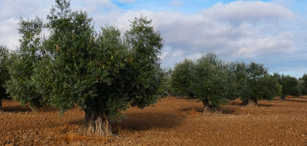 Asaja cifra en 3 millones de euros las pérdidas en el olivar madrileño por la sequía