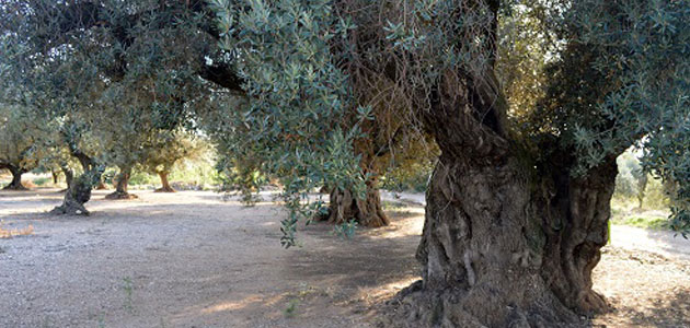 Reclaman un presupuesto mínimo en la Ley de Protección de Olivos Monumentales de Cataluña