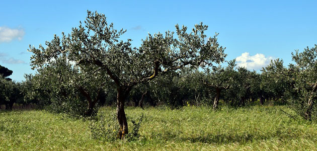 Bruselas prevé un stock final de campaña de 314.600 t. de aceite de oliva en la UE