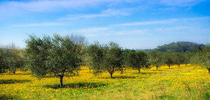 GEA prevé que España produzca más del 49% del aceite de oliva mundial en la campaña 2020/21