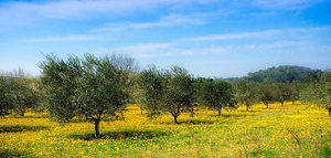 Agricultores andaluces ya han presentado 210.765 solicitudes únicas de la PAC 2020&#8232;&#8232;