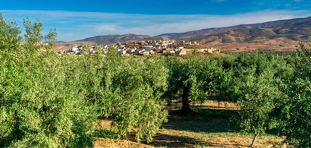 España producirá el 75% del aceite de oliva de la UE, según Cooperativas