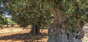 Alianza público-privada en Italia contra la Xylella fastidiosa