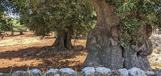 Plan extraordinario para regenerar el olivar de la región italiana de Puglia