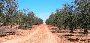 COAG asegura que los daños producidos por el granizo en la Sierra Sur sevillana dejan sin cosecha a los olivareros de Pedrera
