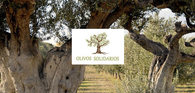 Olivos Solidarios, un nuevo proyecto para promover la cultura del olivar y conservar ejemplares centenarios