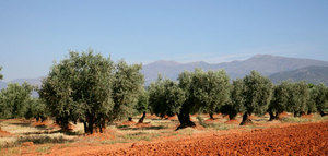 El aceite de oliva del Somontano se promociona durante el mes de febrero 