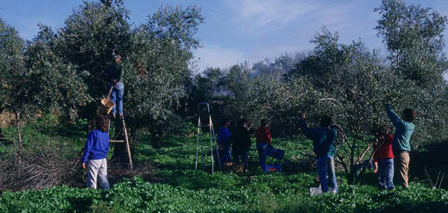 El laboreo mínimo se mantiene como técnica de mantenimiento del suelo más utilizada en olivar