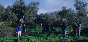 El laboreo mínimo es la técnica de mantenimiento del suelo más utilizada en olivar