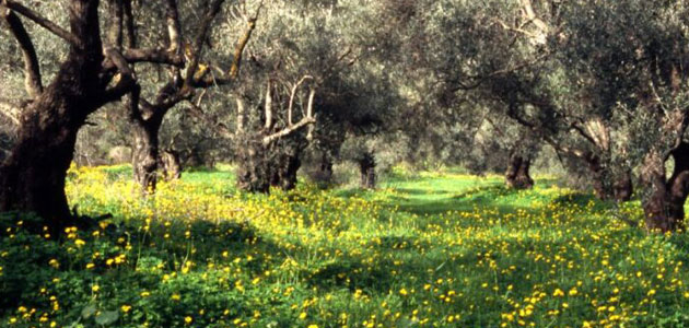 Expertos internacionales analizarán el papel del olivar frente al cambio climático